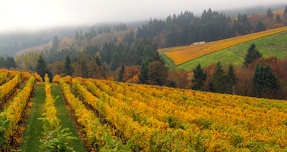 Oregon vineyard